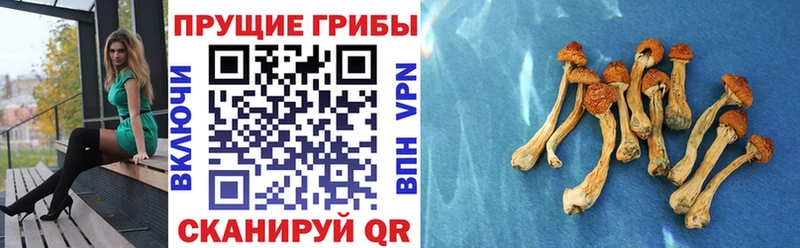 Купить где  Кукмор  Псилоцибиновые грибы Psilocybine cubensis 